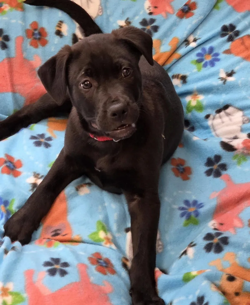 A baby large-sized male Labrador Retriever dog named Jasper for adoption in Greenville, IL