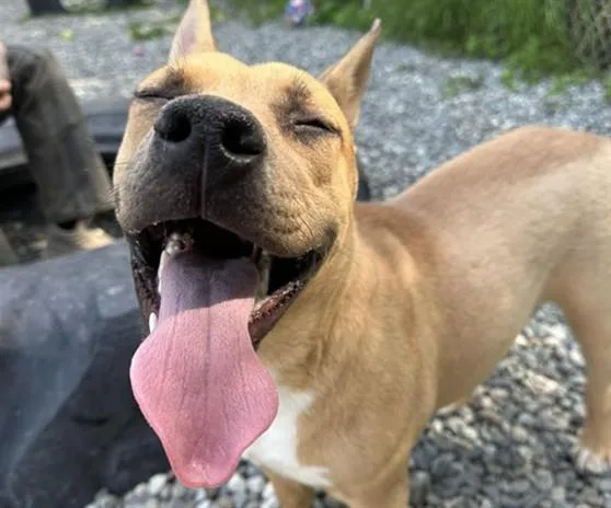 An adult medium-sized female Pit Bull Terrier dog named Mandi for adoption in Anchorage, AK