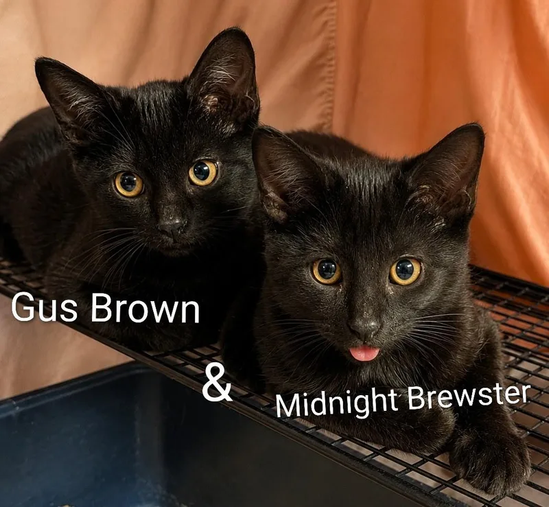 A baby medium-sized male Black Domestic Short Hair cat named Gus Brown & Midnight for adoption in Lemoyne, PA