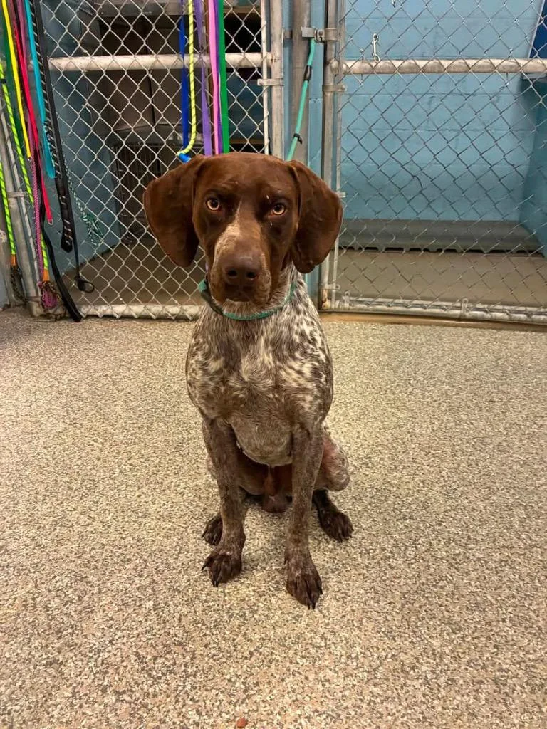 A young large-sized male Pointer dog named Dapper for adoption in Blountville, TN