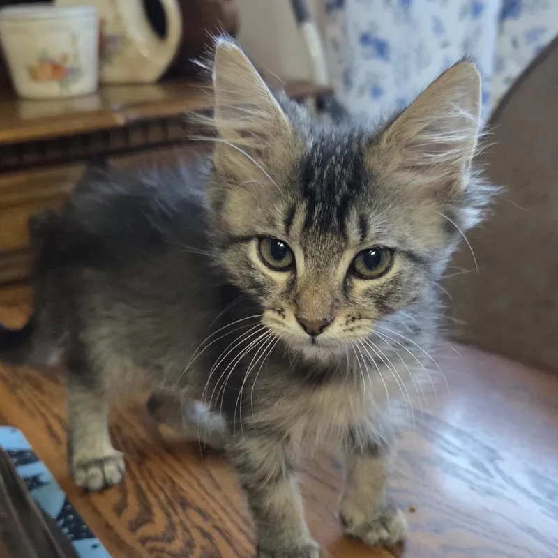 A baby small-sized female Gray / Blue / Silver Domestic Medium Hair cat named Dallas for adoption in League City, TX