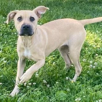 A young medium-sized female Yellow / Tan / Blond / Fawn Terrier dog named Zuri for adoption in Erie, PA