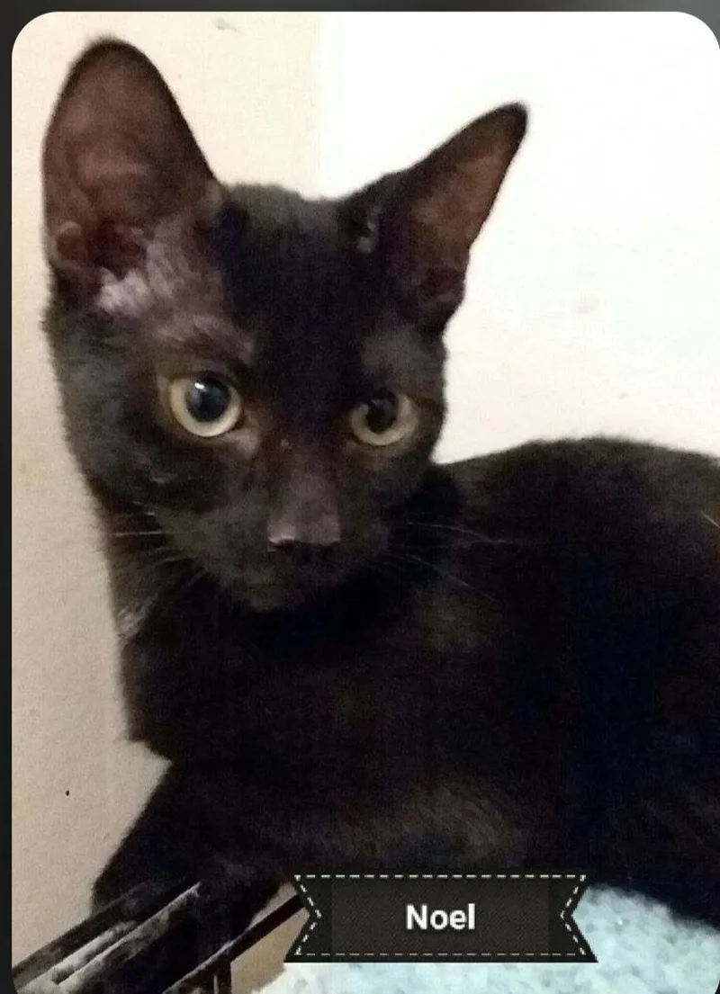 A baby small-sized female Domestic Short Hair cat named Noel for adoption in Shrewsbury, MA