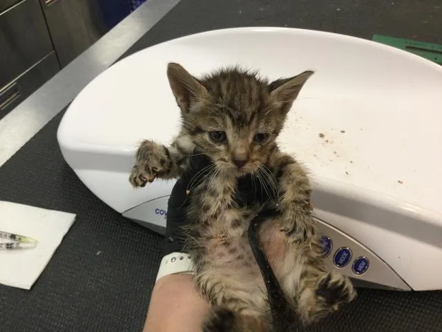 A baby small-sized female Domestic Short Hair cat named Lo Mein for adoption in Thousand Palms, CA
