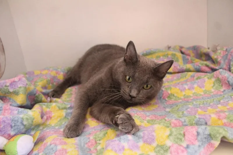 An adult medium-sized female Gray / Blue / Silver Domestic Short Hair cat named Pirouline for adoption in Chestertown, MD