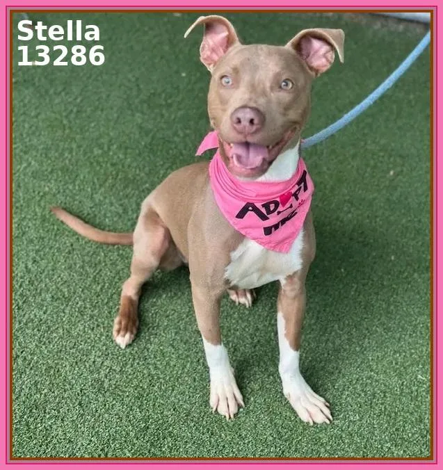 Stella