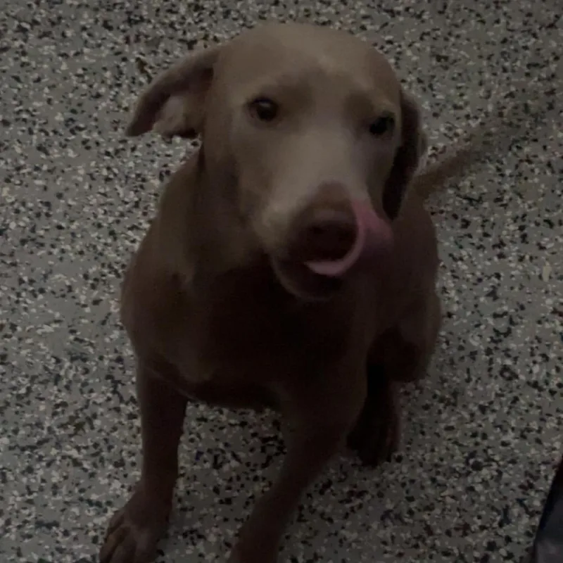 A baby medium-sized male Gray / Blue / Silver Weimaraner dog named Bobo for adoption in Lakeland, FL