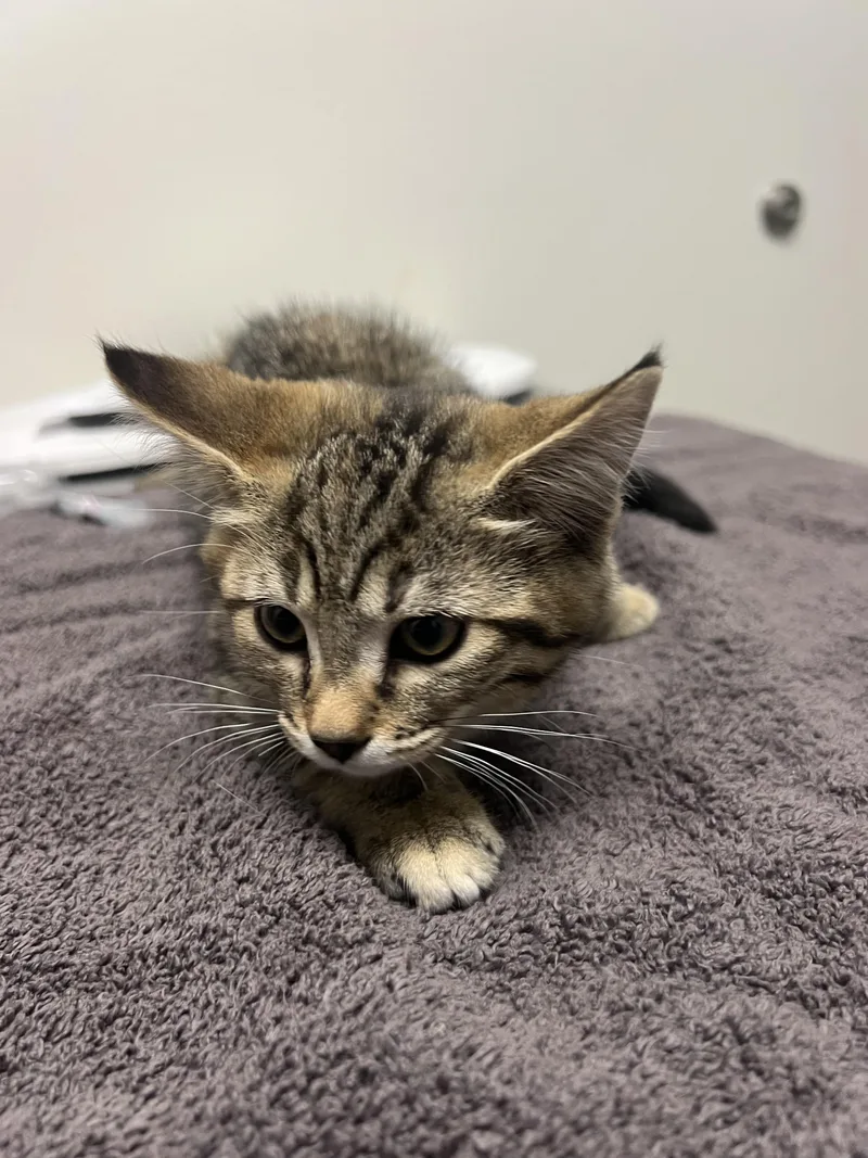 A baby small-sized female Domestic Short Hair cat named Princess Diana for adoption in Chico, CA