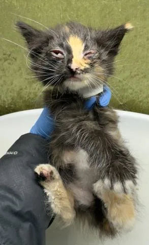 A baby small-sized female Domestic Short Hair cat named Gucci for adoption in Riverside, CA
