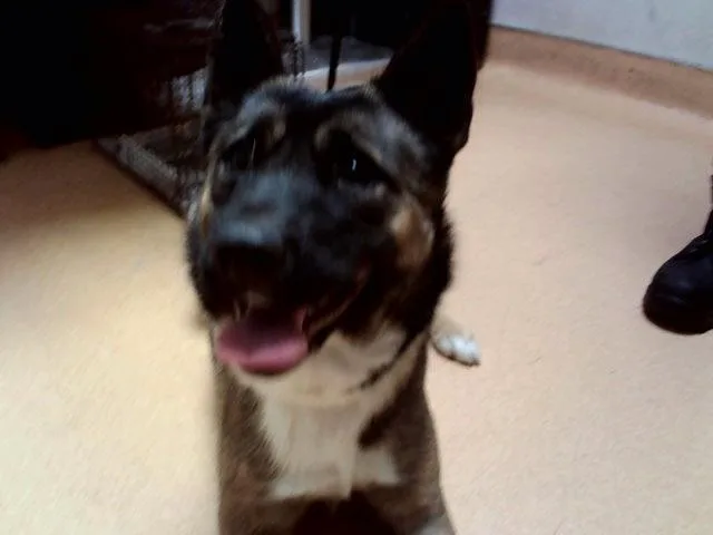 A young medium-sized female German Shepherd Dog dog named Lyra for adoption in Martinez, CA