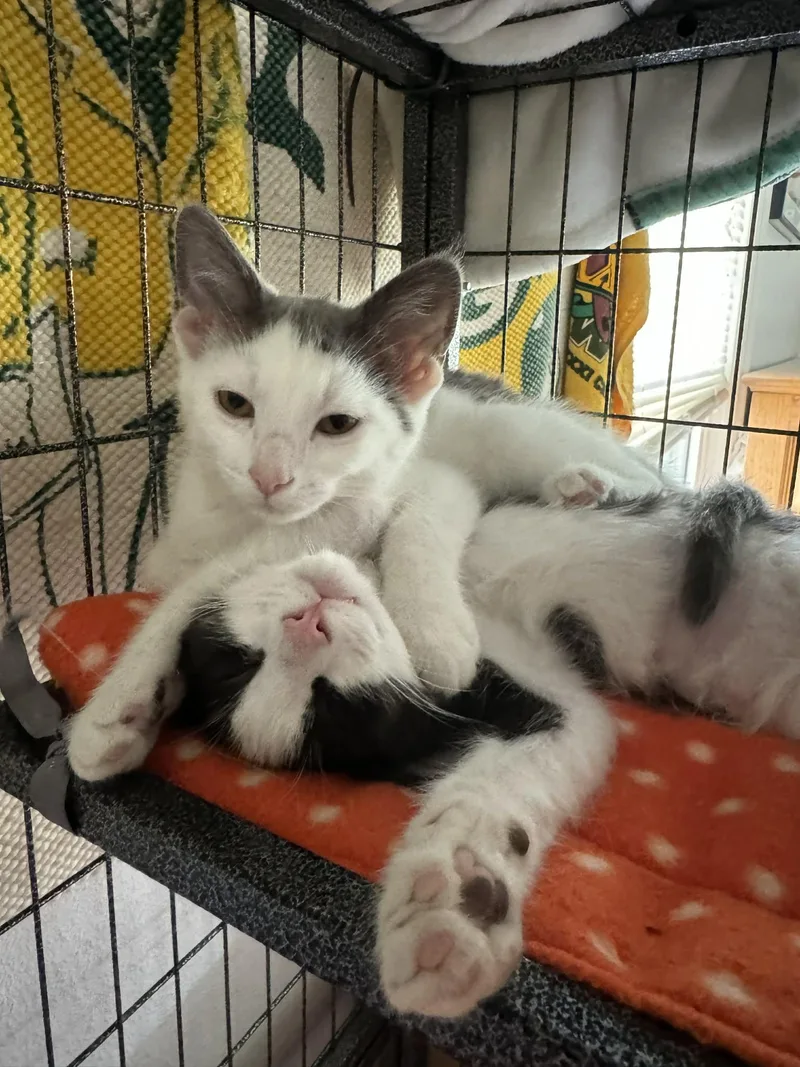 A baby small-sized female Domestic Short Hair cat named Wren for adoption in Milwaukee, WI