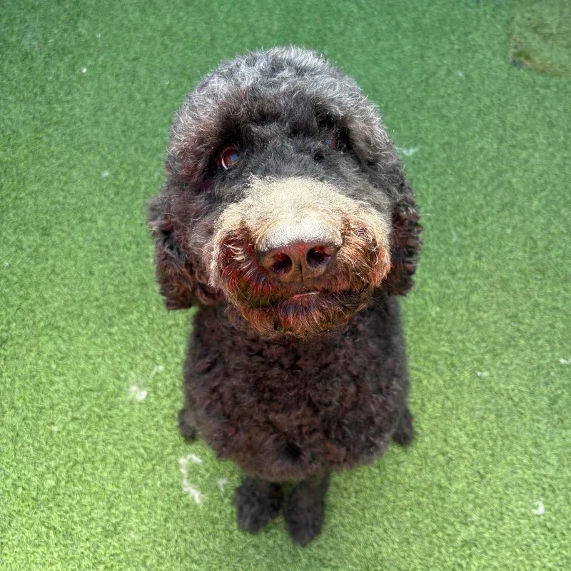 An adult medium-sized male Black Standard Poodle dog named Squash for adoption in LOXAHATCHEE, FL