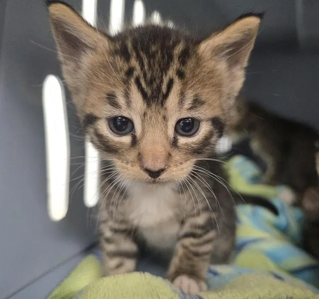 A baby small-sized female Domestic Short Hair cat named A for adoption in Fort Lauderdale, FL