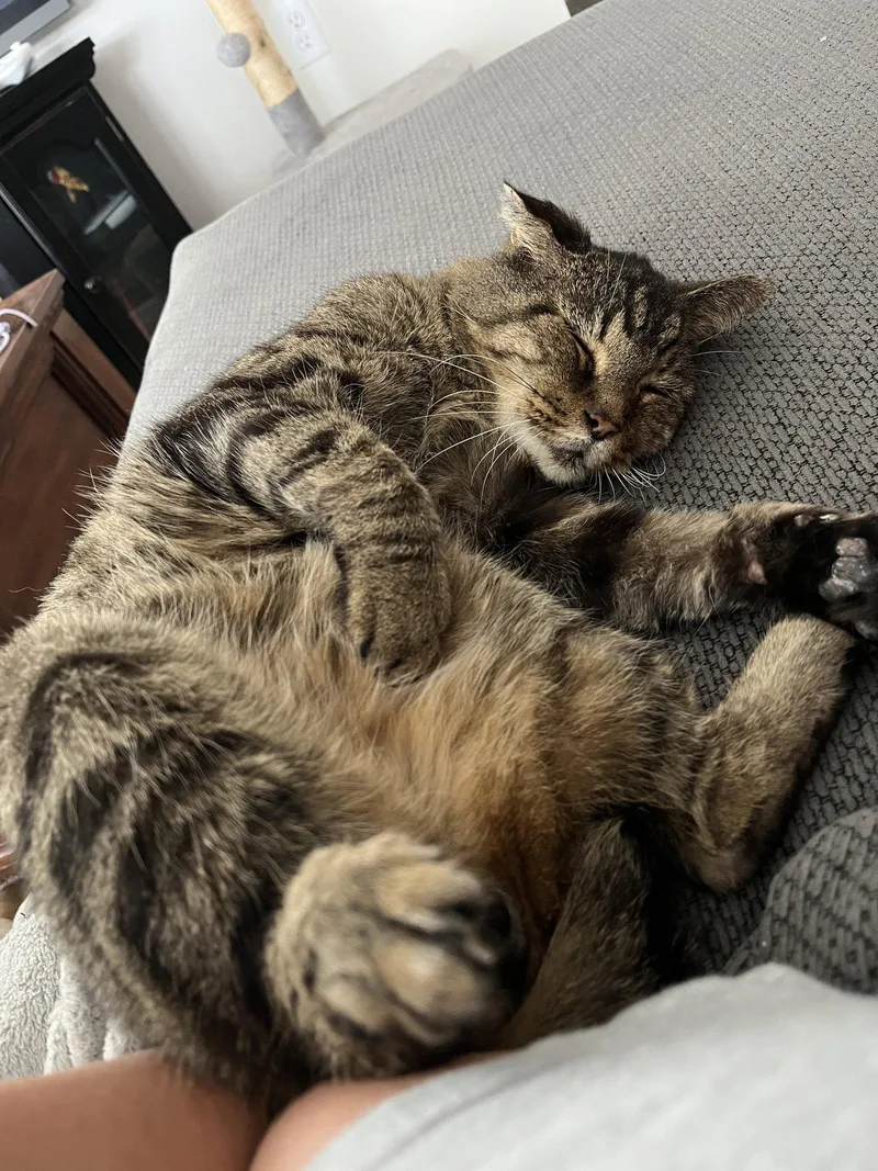 A senior medium-sized male Domestic Short Hair cat named Rc for adoption in Herndon, VA