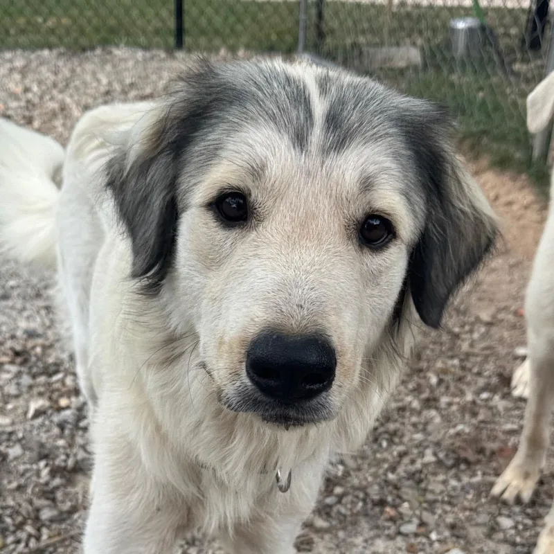 A young large-sized female White / Cream Great Pyrenees dog named Signa for adoption in Pineville, MO