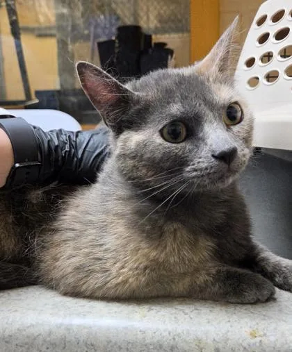 A young small-sized female Domestic Short Hair cat named Tiger for adoption in Seattle, WA