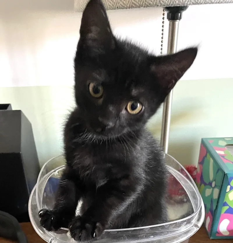 A baby small-sized male Black Domestic Short Hair cat named Ziti for adoption in Burbank, CA