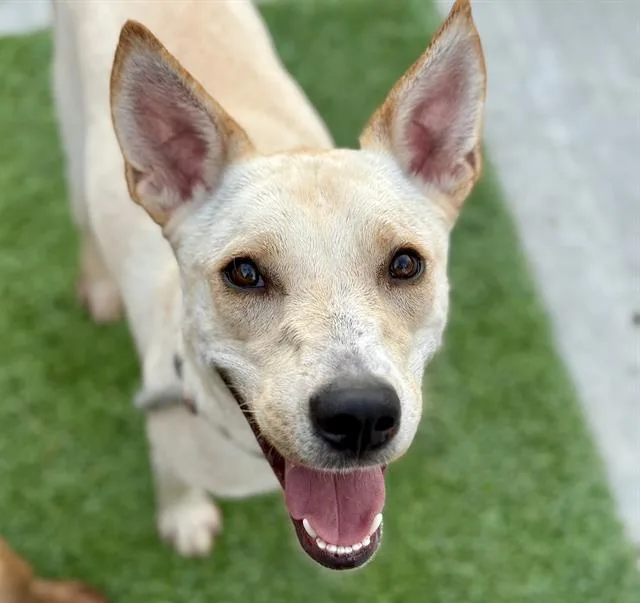 A young small-sized female Labrador Retriever dog named Motzy for adoption in Tucson, AZ