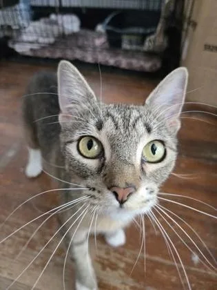 A young small-sized female Domestic Short Hair cat named Krysti for adoption in River Ridge, LA