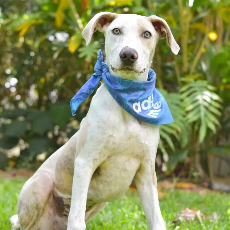 A young medium-sized male White / Cream Mixed Breed dog named Kipper for adoption in Kailua Kona, HI