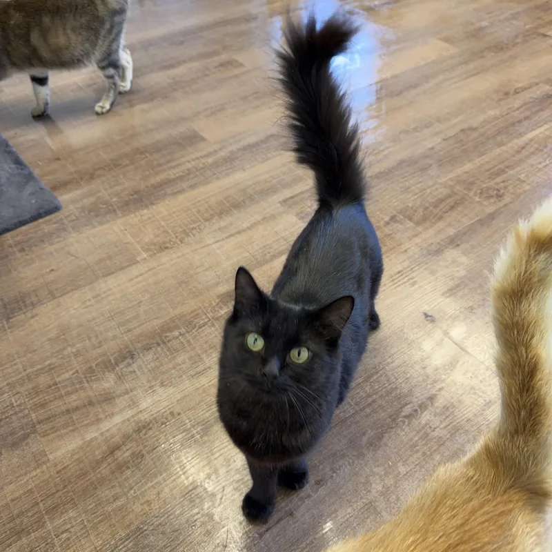 An adult medium-sized female Domestic Medium Hair cat named Sidney for adoption in Alma, MI