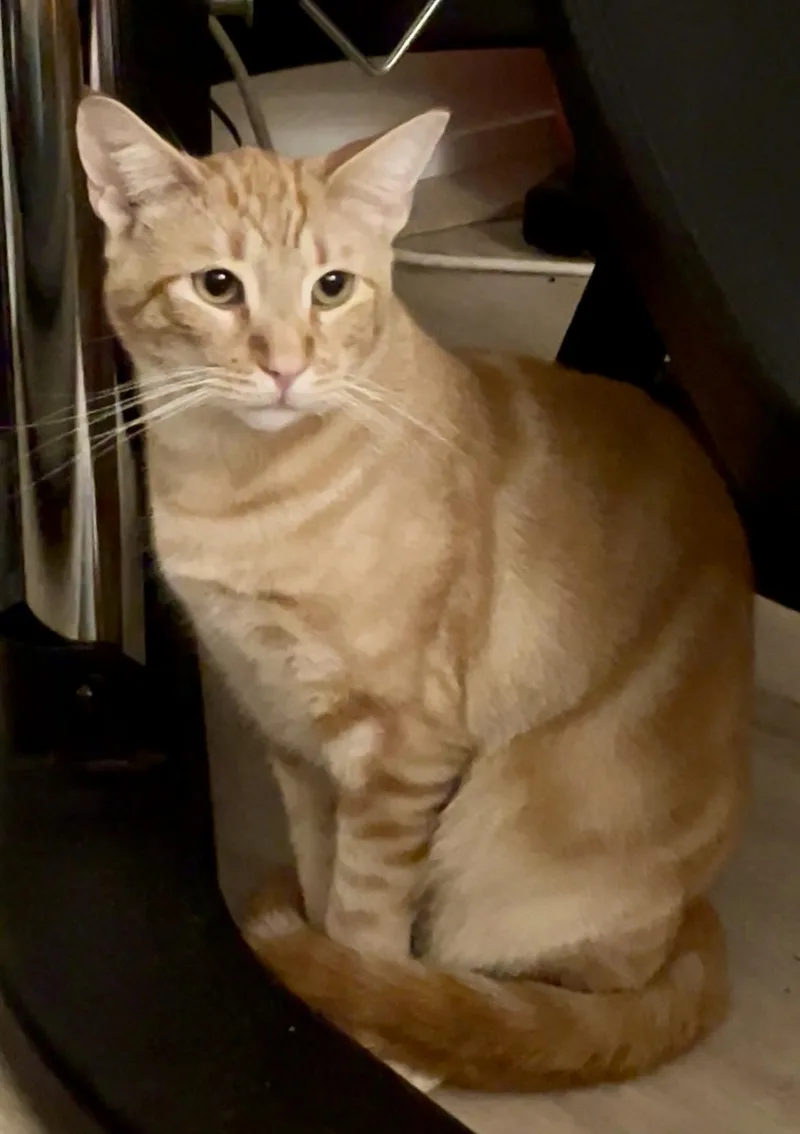 Clementine