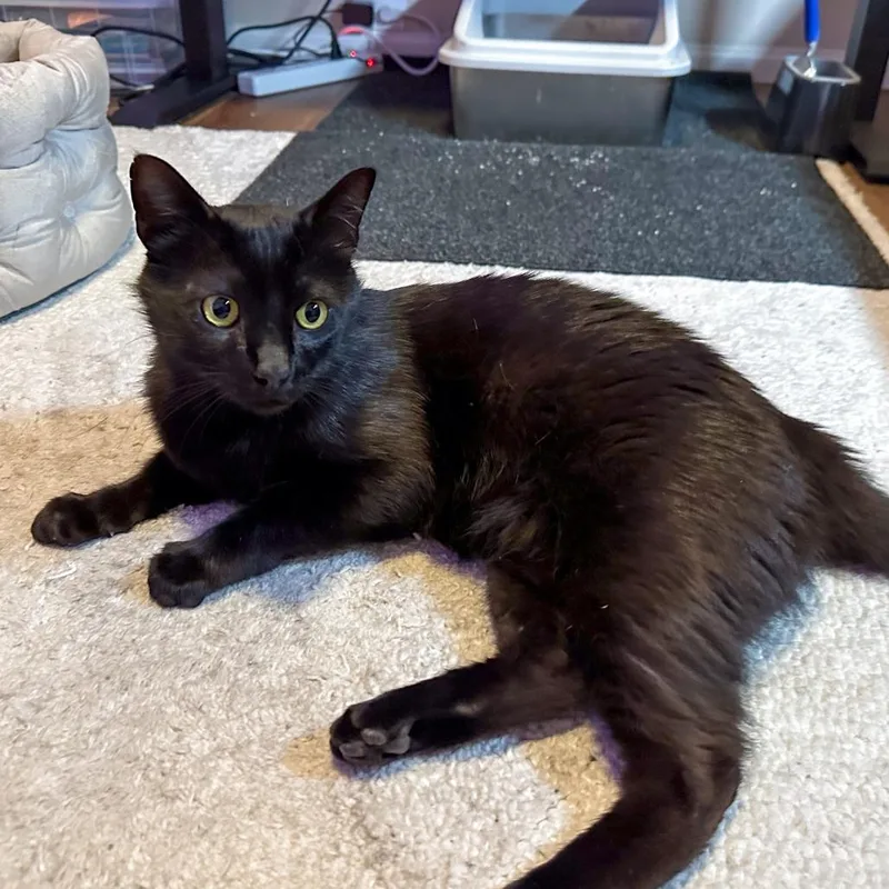 An adult small-sized male Black Domestic Short Hair cat named Vader for adoption in San Diego, CA