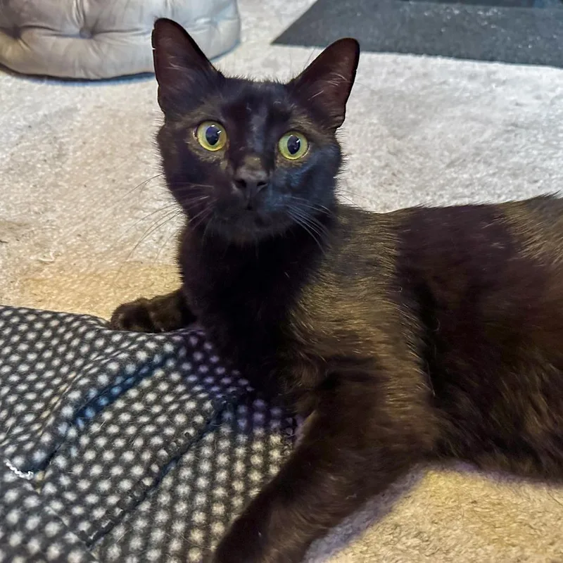 Vader thumbnail 2