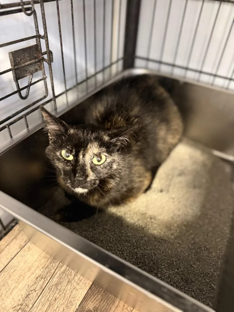 A young medium-sized female Domestic Short Hair cat named Miguella for adoption in Algona, IA