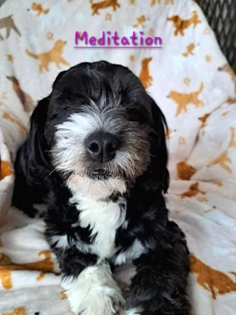 A young small-sized female Black Shih poo dog named Sasha for adoption in Maitland, FL