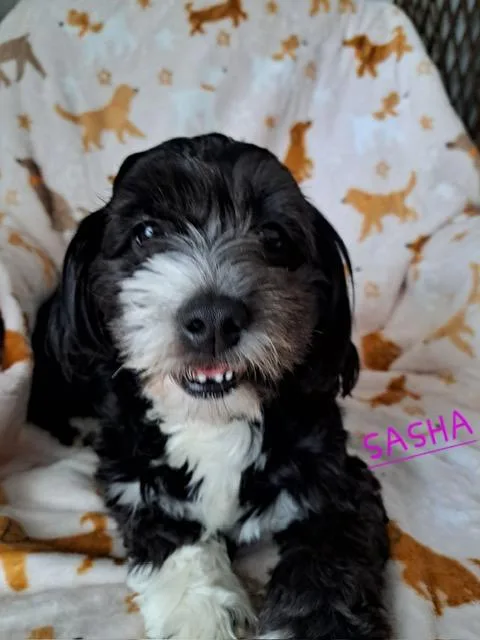 Sasha thumbnail 2