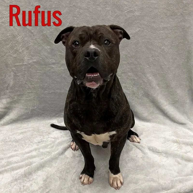 A young medium-sized male Black Mixed Breed dog named Rufus for adoption in Pleasantville, NJ