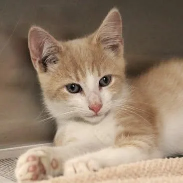 A young small-sized male Buff & White Domestic Short Hair cat named 26-01237 for adoption in Fredericksburg, VA