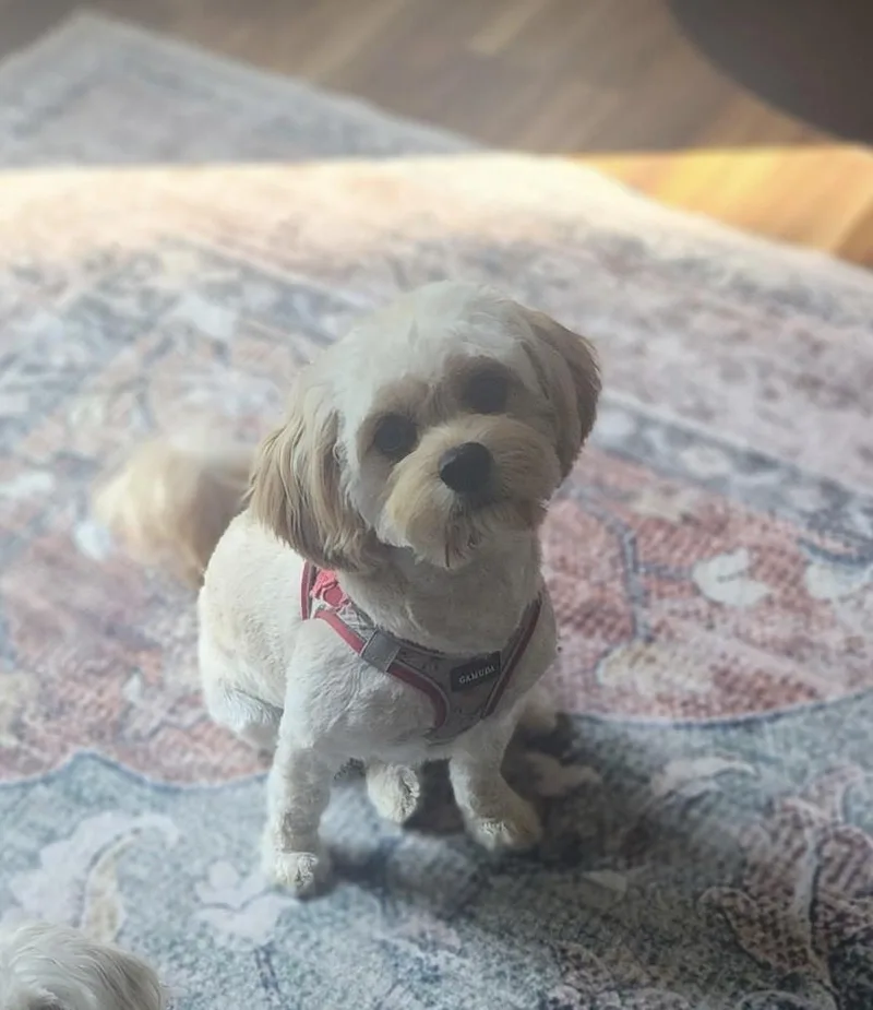 A young small-sized male White / Cream Cavachon dog named Conner for adoption in South Charleston, OH