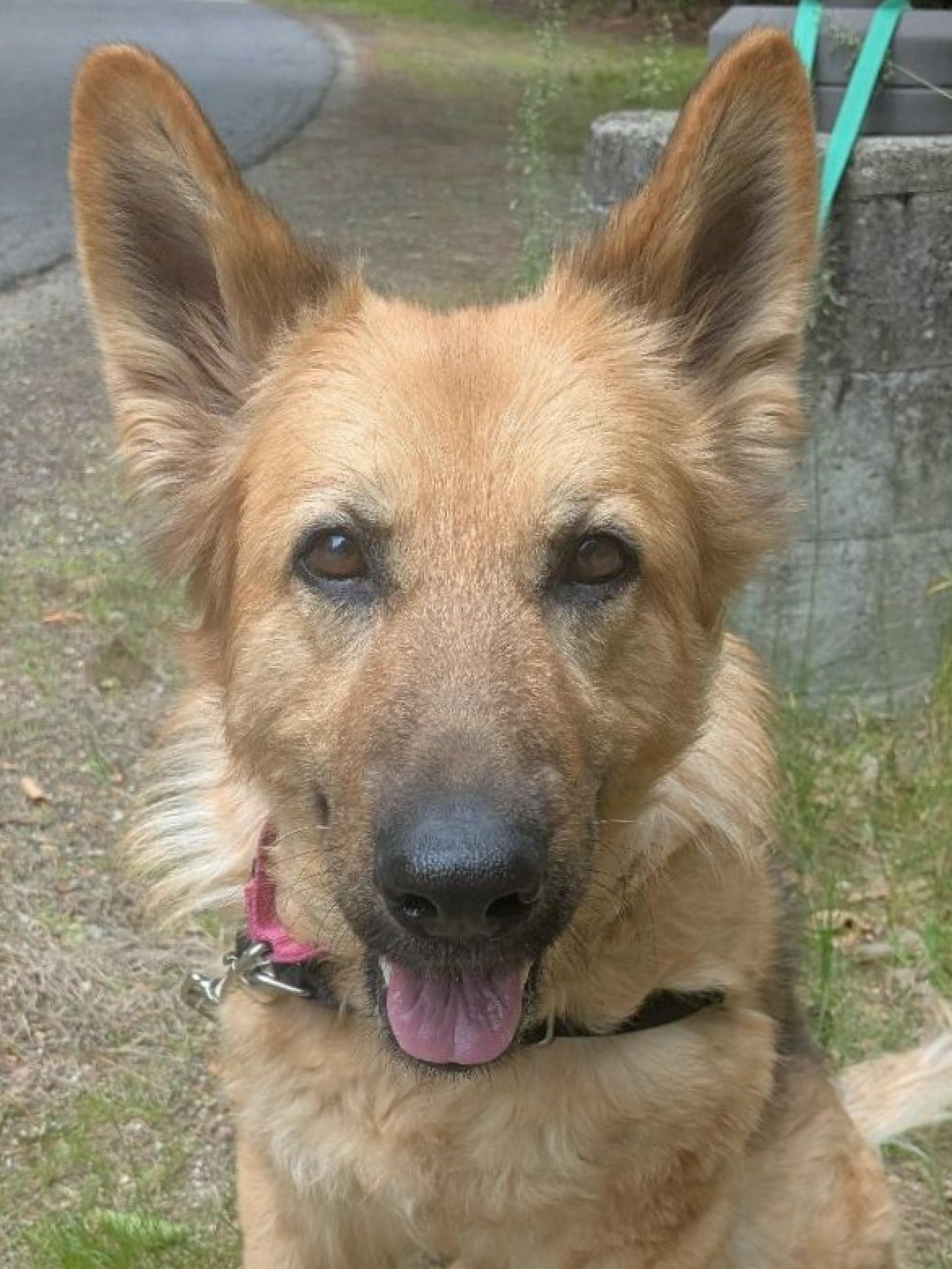 An adult large-sized female Black German Shepherd Dog dog named Lola for adoption in West Swanzey, NH