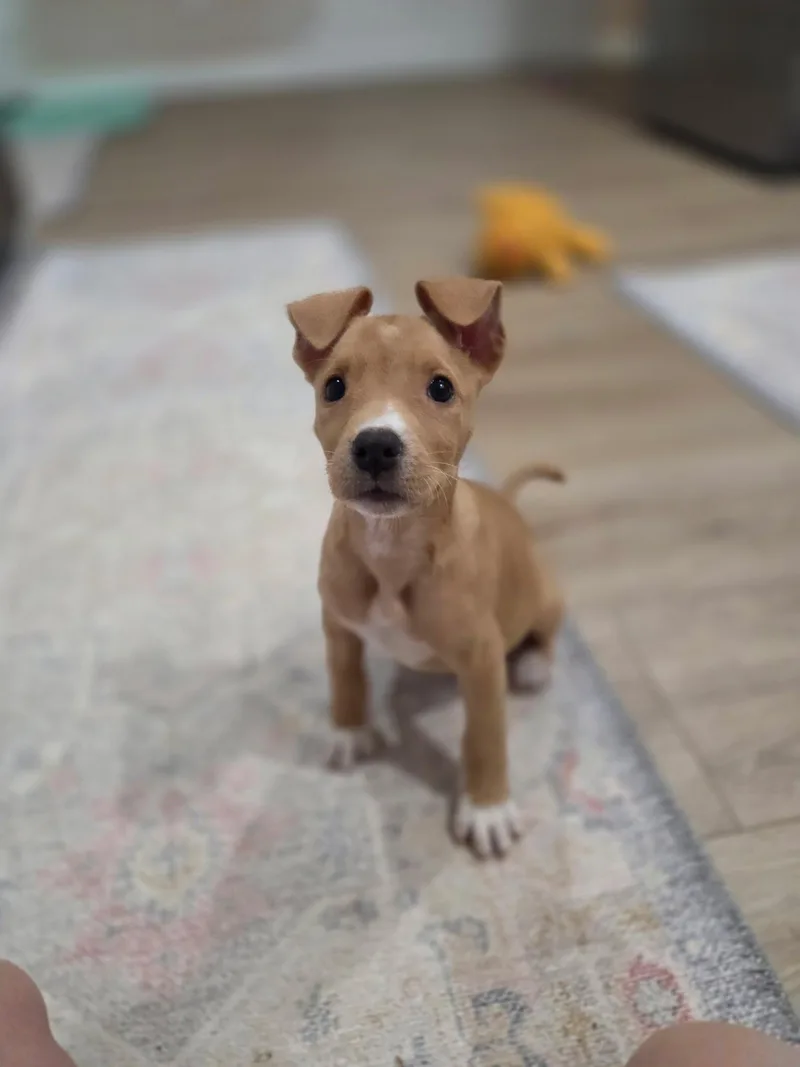 A baby medium-sized female Pit Bull Terrier dog named Linny for adoption in San Diego, CA