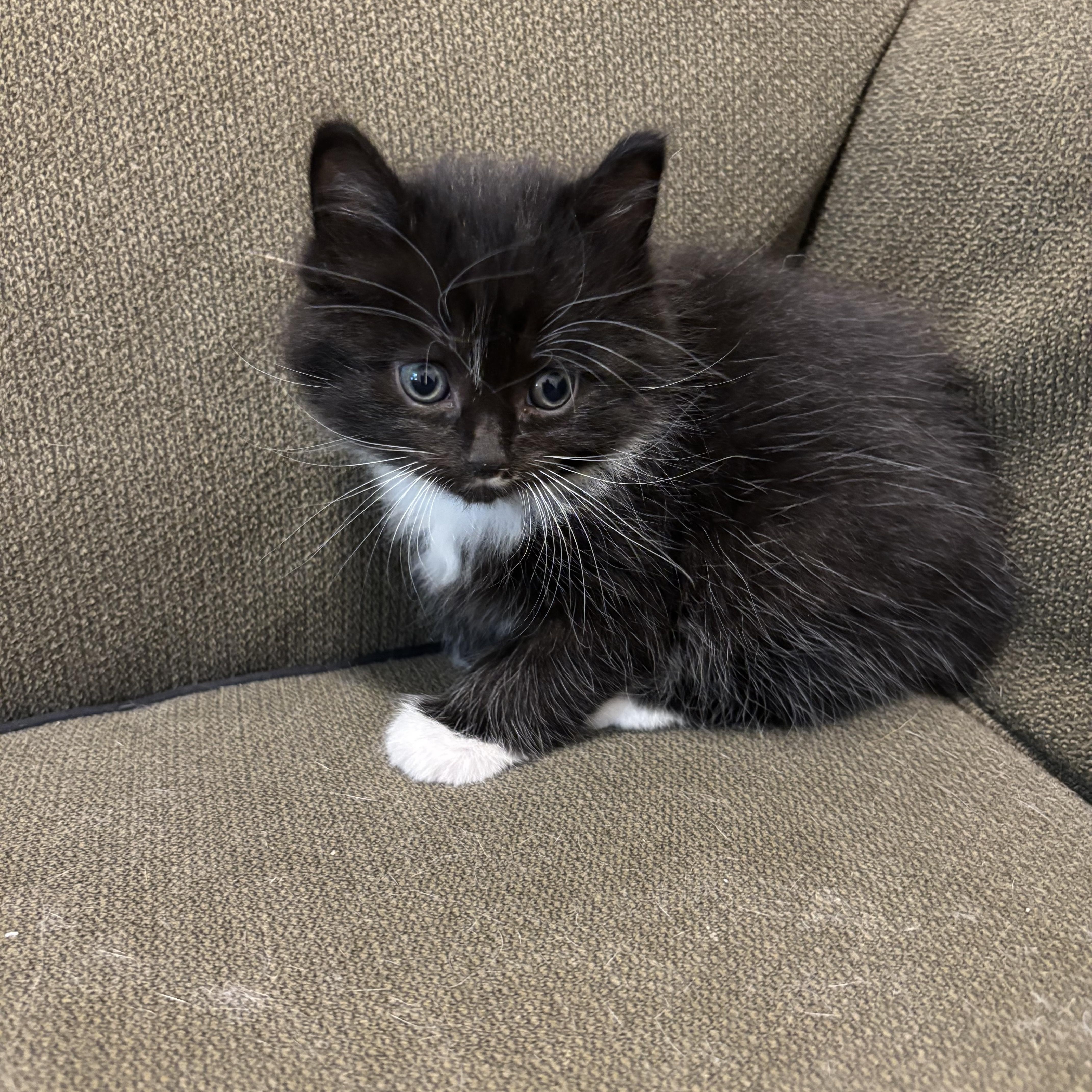 A baby medium-sized male Black & White / Tuxedo Domestic Medium Hair cat named Elvis for adoption in Pottsboro, TX
