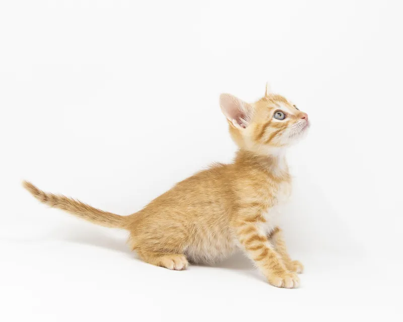 A baby medium-sized male Tabby (Orange / Red) Tabby cat named Boots for adoption in Trophy Club, TX