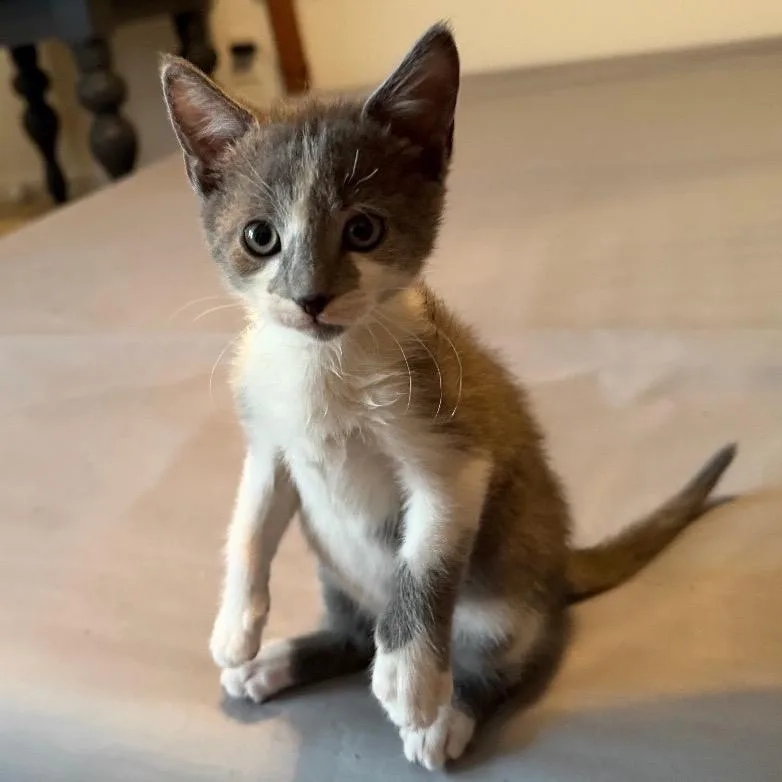 A baby medium-sized male Gray & White Domestic Short Hair cat named Dewey for adoption in Chattanooga, TN
