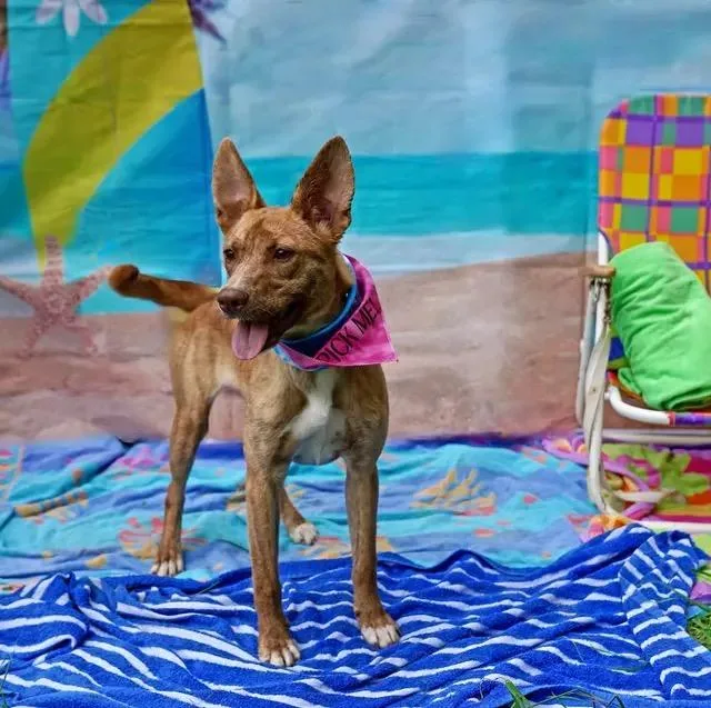 Hazelnut thumbnail 2