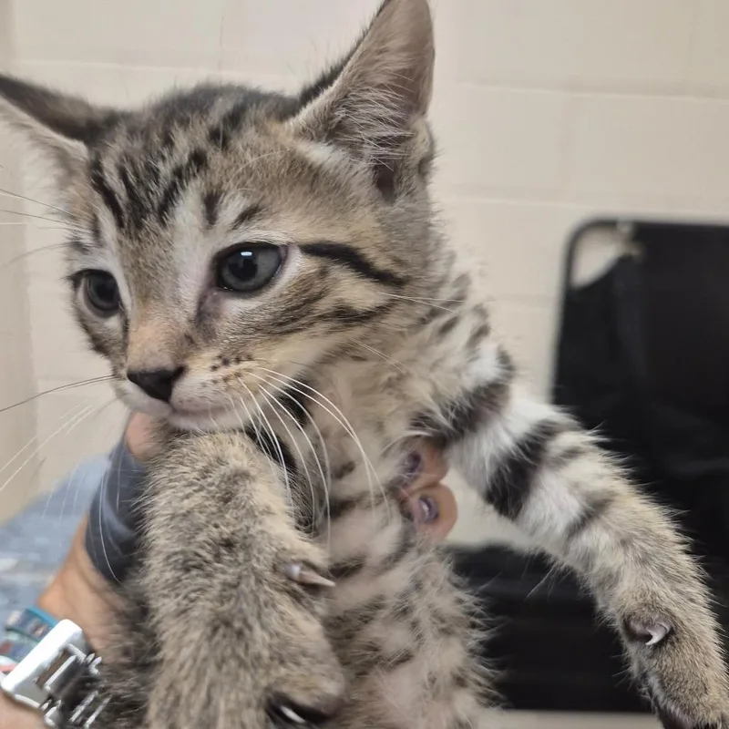 A baby small-sized male Brown / Chocolate Domestic Short Hair cat named Bob for adoption in Lake Panasoffkee, FL