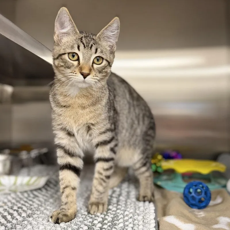 A baby small-sized male Brown / Chocolate Domestic Short Hair cat named Sphinx for adoption in Bullhead City, AZ