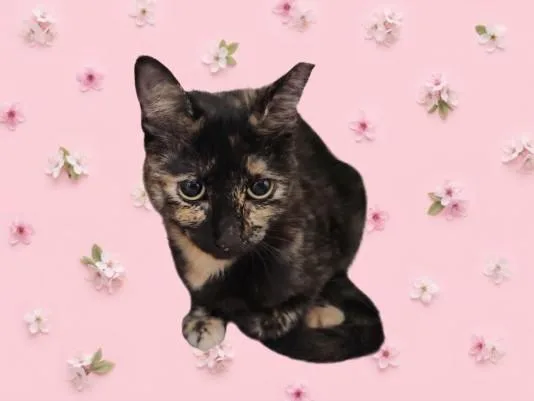 An adult large-sized female Domestic Short Hair cat named Kali for adoption in Los Angeles, CA