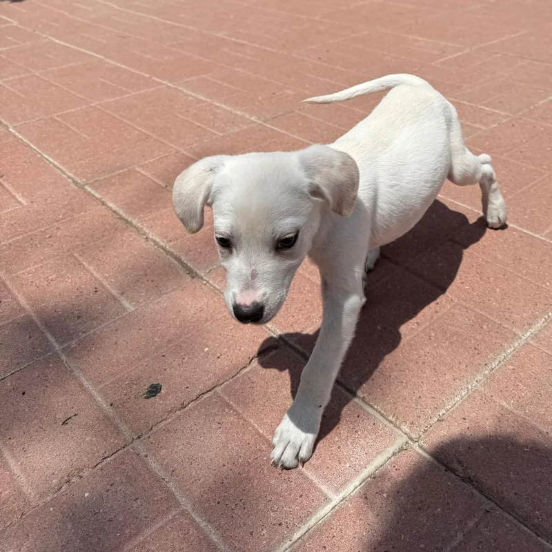 A baby medium-sized male White / Cream Labrador Retriever dog named Junior for adoption in Spring, TX