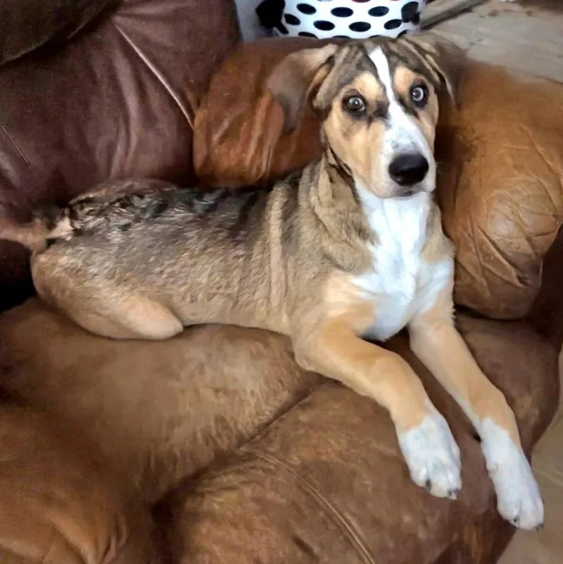 A young medium-sized male Tricolor (Brown, Black, & White) Catahoula Leopard Dog dog named Thumper for adoption in CORPUS CHRISTI, TX