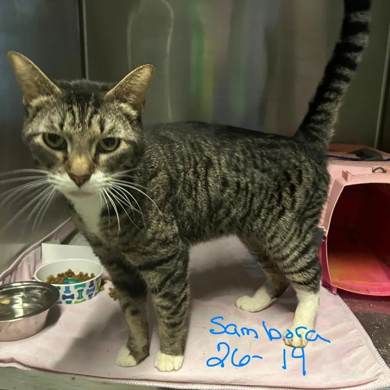 A senior medium-sized male Gray / Blue / Silver Domestic Medium Hair cat named Sambora for adoption in Prosper, TX