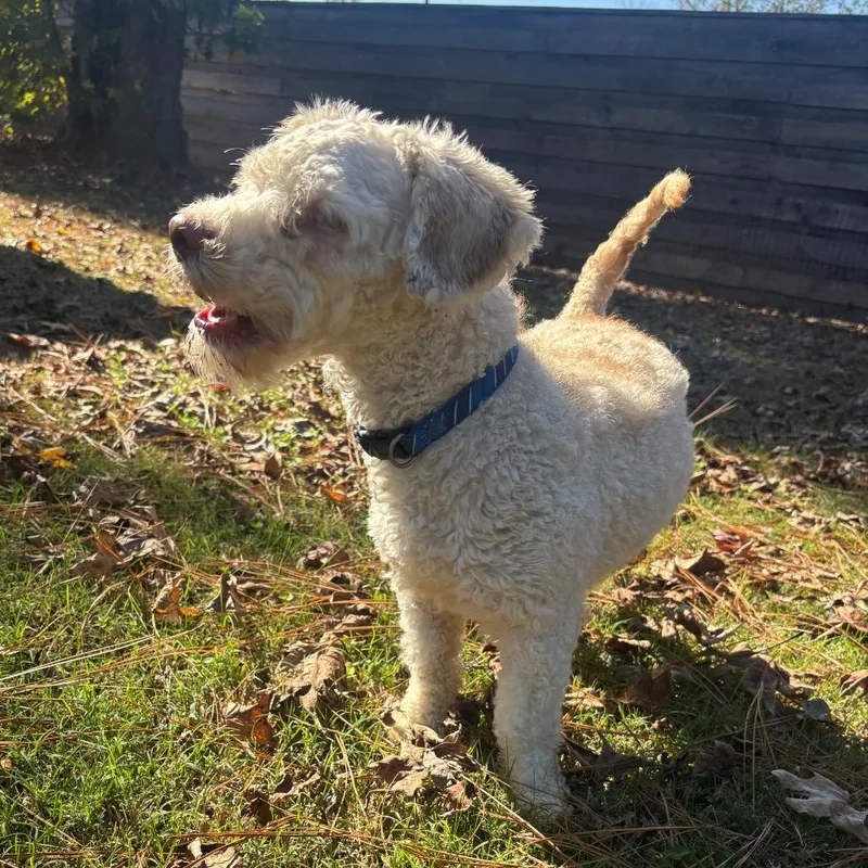 Michael Myers thumbnail 2