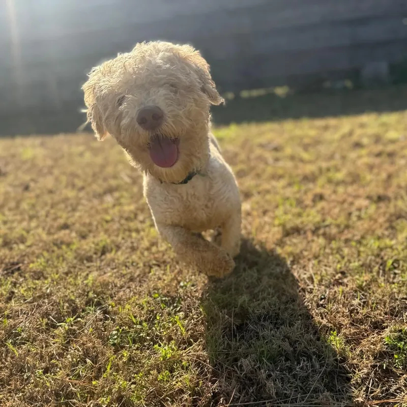 Michael Myers thumbnail 3