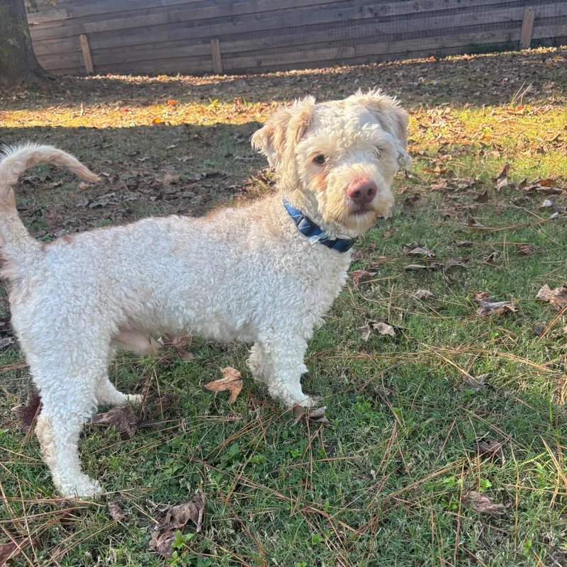 Michael Myers thumbnail 4