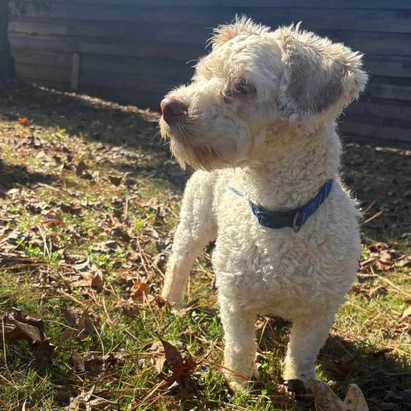 Michael Myers thumbnail 5